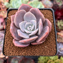 Echeveria 'Missing You' 2" Succulent Plant