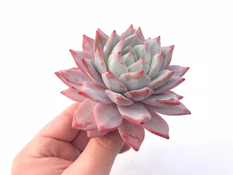 echeveria blue bird succulent Echeveria Blue Bird 4” Rare Succulent Plant – True Succulents Plant Co