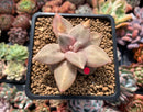 Echeveria 'Xichuensis' 2"-3" (Blemished) Succulent Plant