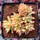 Echeveria Agavoides 'Maria' Crested 3" Succulent Plant