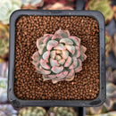 Echeveria 'Mebina' Variegated 1" Succulent Plant