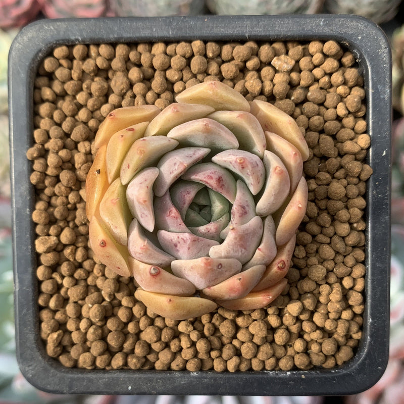 Echeveria 'Esca' 1