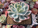 Echeveria 'Secunda' Variegated 4"-5" Succulent Plant