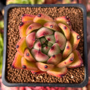 Echeveria Agavoides 'Ebony' 2" Succulent Plant