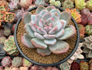 Echeveria 'Ivory' 4"-5" Selected Clone Powdery Succulent Plant