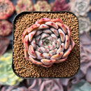 Echeveria 'Mata' 1"-2" Succulent Plant