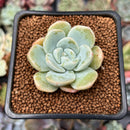 Echeveria 'Icy Green' 2" Succulent Plant
