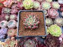 Pachyphytum 'Yeonji' 1"-2" Small Succulent Plant