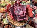 Echeveria 'Etna' Hybrid 4"-5" Succulent Plant