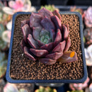 Echeveria 'Vasilisa' 1"-2" Succulent Plant