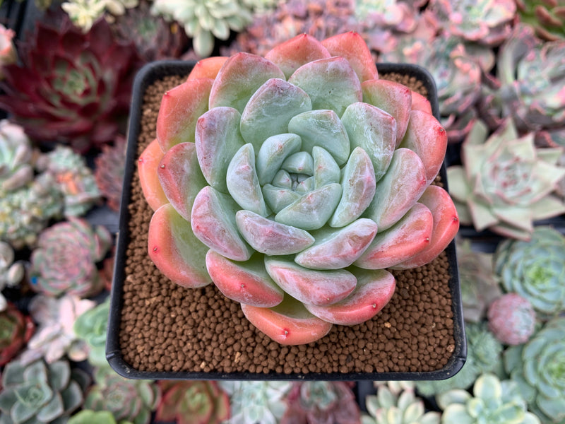 green orange succulent Echeveria 'Icy Green' x 'Orange Monroe' Hybrid 3" Succulent Plant