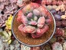 Echeveria 'Hearts Delight' 4" Cutting Succulent Plant