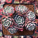 Echeveria 'Nanahukumini' 3"-4" Cluster Succulent Plant