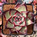 Echeveria Agavoides 'Ebony' Hybrid 3" Succulent Plant