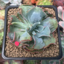 Echeveria 'Blue Spur' 2" Succulent Plant