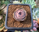 Greenovia 'El Hiero' 1" Succulent Plant