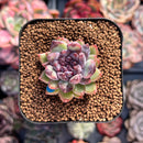 Echeveria 'Chanel Rose' 1" New Hybrid Succulent Plant