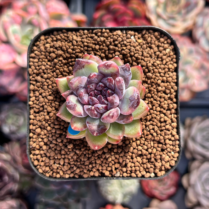chanel succulent Echeveria 'Chanel Rose' 1