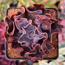 Echeveria 'Osmanthus' 3" Succulent Plant