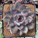 Echeveria 'Dark Chocolate' 3" New Hybrid Succulent Plant