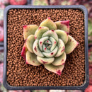 Echeveria Agavoides 'Padma' 1" Succulent Plant