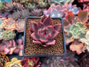 Echeveria Agavoides 'Red Kingdom' 2" New Hybrid Succulent Plant