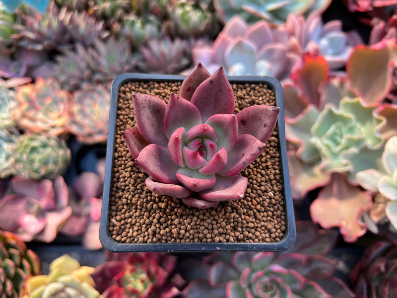succulent kingdom Echeveria Agavoides 'Red Kingdom' 2" New Hybrid Succulent Plant – True Succulents Plant Co