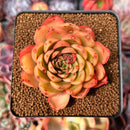 Echeveria 'White Pitch' 3" Succulent Plant