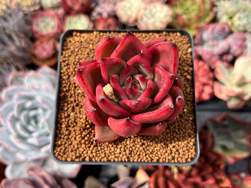 blood red succulent Echeveria Agavoides 'Blood Queen' 3" New Hybrid Succulent Plant
