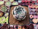 Graptoveria ‘A Grimm One’ 2" Succulent Plant