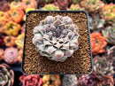 Echeveria 'Hearts Choice' 2" Succulent Plant