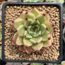 Echeveria Agavoides 'Sarabony' Hybrid 2" Succulent Plant
