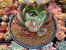 Echeveria Agavoides 'Star Boss' Variegated 4" Very Rare Succulent Plant