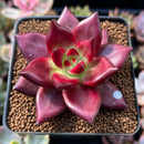 Echeveria Agavoides 'Super Ocean' 2" Succulent Plant