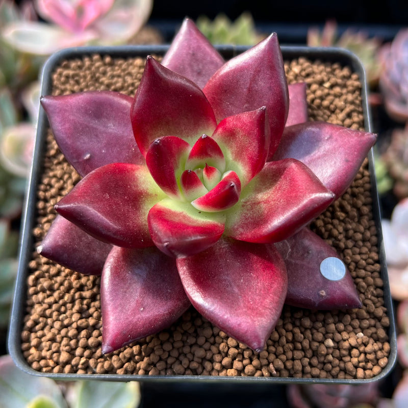 Echeveria Agavoides 'Super Ocean' 2