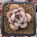 Echeveria sp. 1" Powdery Succulent Plant