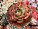 Echeveria Agavoides 'Pink Bright' 4" New Hybrid Succulent Plant