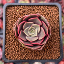 Echeveria 'Zestar' 1" Succulent Plant