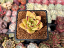 Echeveria Agavoides 'Castro' 2" Succulent Plant
