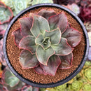 Echeveria 'Minigosaong' Non-Variegated 3"-4" Succulent Plant