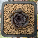 Echeveria 'Black Raccoon' New Hybrid 1" Succulent Plant