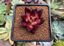 Echeveria Agavoides 'Luming' 1" Succulent Plant