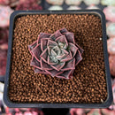 Echeveria 'Water Drop' 1" Succulent Plant