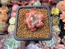 Echeveria 'Star Mark' 1" Small Succulent Plant