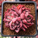 Echeveria 'Sabarez' 2" Cluster Succulent Plant