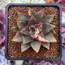 Echeveria 'Monocerotis' Variegated 2" Succulent Plant
