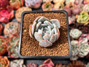 Echeveria 'Orange Monroe' 2" Succulent Plant