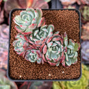 Echeveria 'Nanahukumini' 2" Cluster Succulent Plant