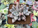 Echeveria 'Jin-Joo-Hee' 2"-3" Succulent Plant