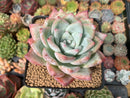 Echeveria 'Colorata' 4" Powdery Succulent Plant